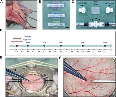 Boosting Tissue Vascularization: Nanofat as a Potential Source of Functional Microvessel Segments